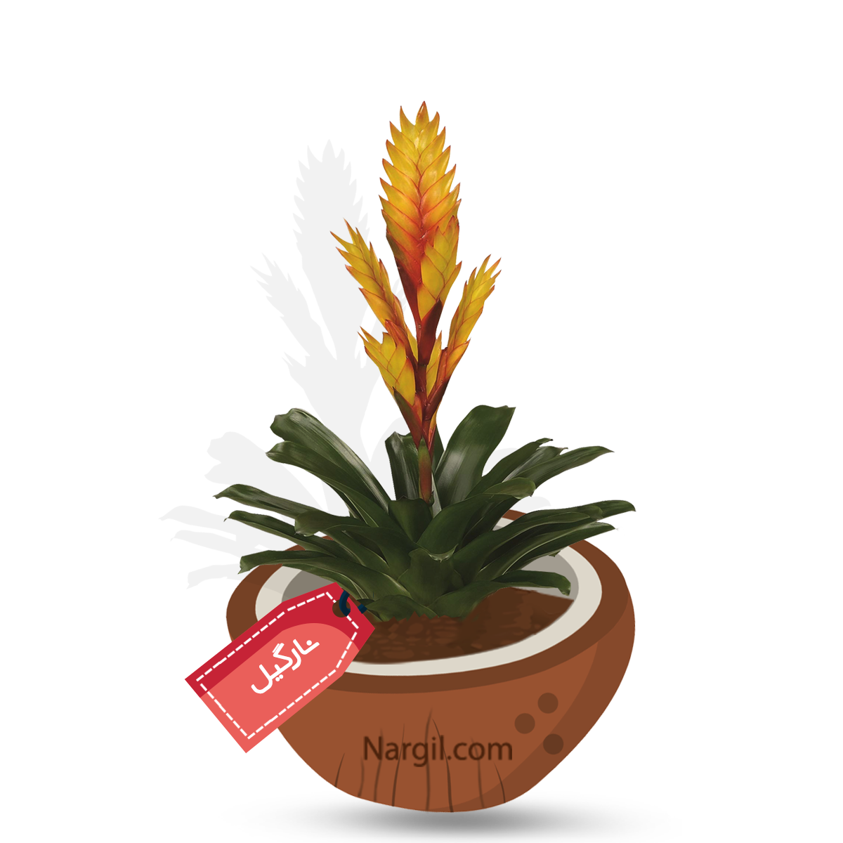  Nargil - Vriesea duvaliana